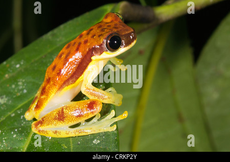 Rot-gesäumt Treefrog (Dendropsophus Rhodopeplus) auf einem Blatt im Regenwald Unterwuchs, Ecuador Stockfoto