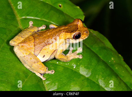 Unter der Leitung von kurzen Treefrog (Dendropsophus Parviceps). Ein Weibchen mit Eiern auf einem Blatt am Rand eines Teiches Regenwald aufgebläht Stockfoto