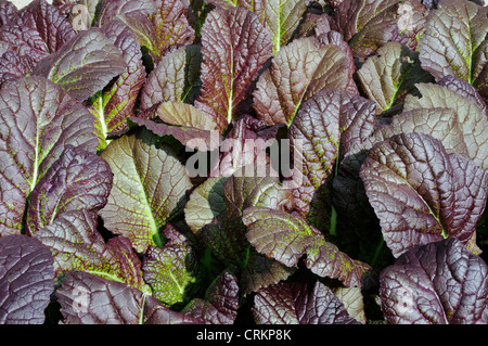 Brassica Rapa Rubra, Pak choi Stockfoto