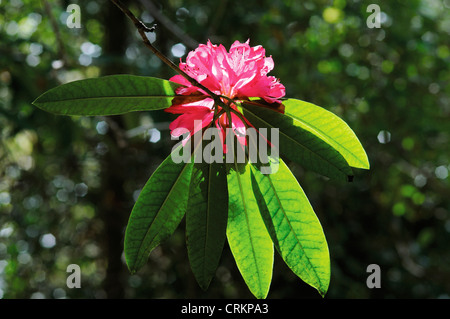 Rhododendron Stockfoto