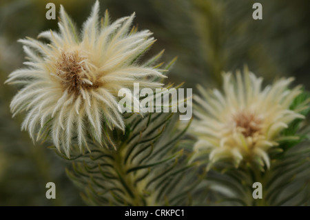 Phylica Pubescens, Featherhead Stockfoto