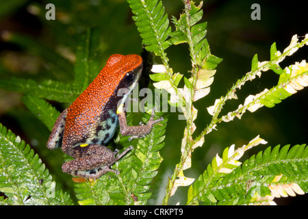 Ecuadorianische Poison Frog (Ameerega Bilinguis) Stockfoto