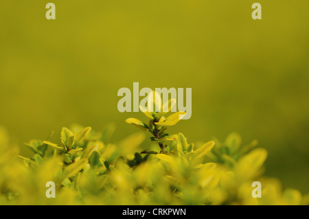 Thymus X citriodorus 'Aurea', Thymian, goldener Zitronenthymian Stockfoto