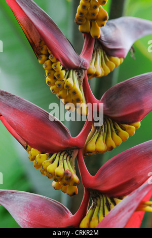 Heliconia Trichocarpa, Heliconia Stockfoto