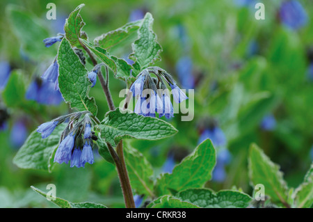 Pulmonaria Angustifolia, Lungenkraut Stockfoto