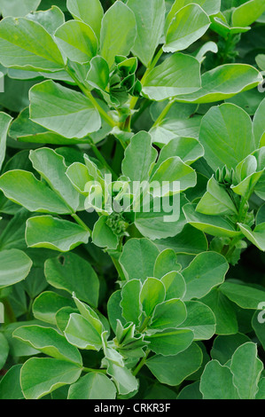 Vicia Faba, Saubohne Stockfoto