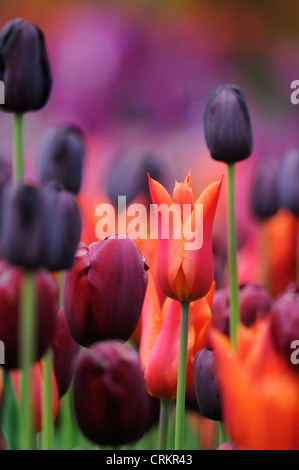 Tulipa Tulpe Stockfoto