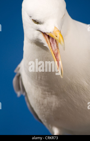 Silbermöwe Larus Argentatus aufrufen Stockfoto