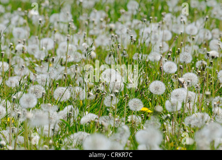 Taraxacum Officinale, Löwenzahn Uhr Stockfoto