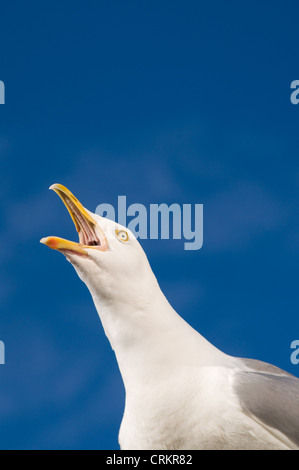 Silbermöwe Larus Argentatus aufrufen Stockfoto