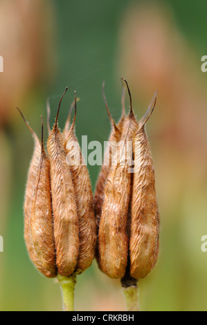 Aquilegia Vulgaris, Aquilegia, Columbine Stockfoto