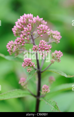 Eupatorium Purpureum, Joe Pye weed Stockfoto