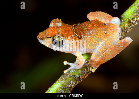 Regen Sie (Pristimantis Ockendeni) Frosch auf einem Ast im Regenwald Ecuadors Stockfoto