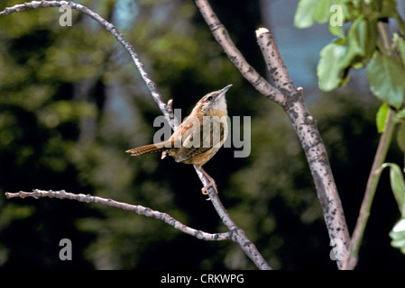 Carolina Zaunkönig (Thryothorus sich) hocken auf Baum suchen im Frühjahr, Midwest USA sehr edel Stockfoto