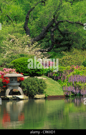 Asiatischer Garten mit blühenden Wysteria in Missouri Botanical Garden, St. Louis USA Stockfoto