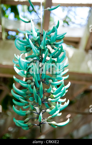 Jade Rebe im botanischen Park Grand Cayman Stockfoto