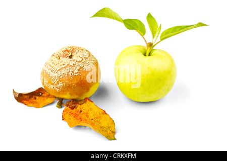 Zwei Äpfel auf einem weißen Hintergrund isoliert Stockfoto