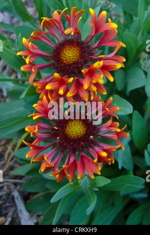Orange und gelbe Blumen blühen im Sommergarten, Loveland, Colorado, USA Stockfoto