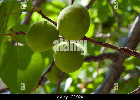 Drei grüne Aprikose (Prunus Armeniaca) Reifung auf dem Baum, Loveland, Colorado USA Stockfoto