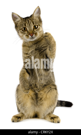 Junge Tabby Katze isoliert auf weiss Stockfoto