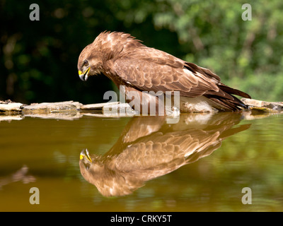 Mäusebussard baden in einem Pool Stockfoto