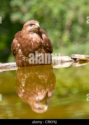 Mäusebussard baden in einem Pool Stockfoto