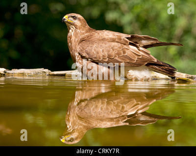 Mäusebussard baden in einem Pool Stockfoto