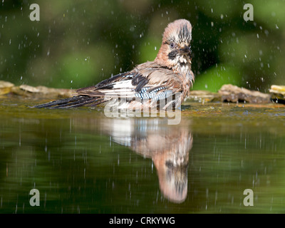 Eichelhäher Baden Stockfoto