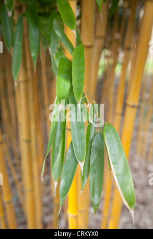 Phyllostachys Aureosulcata 'Aureocaulis'. Gelben Stiel Bambus oder goldene Crookstem Stockfoto