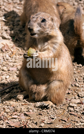 Schwarz tailed Prairie Dog eine Traube Essen. Stockfoto