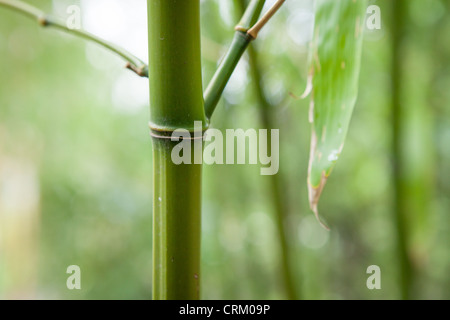 Bambus Phyllostachys "Shanghai" 3 Stockfotografie - Alamy