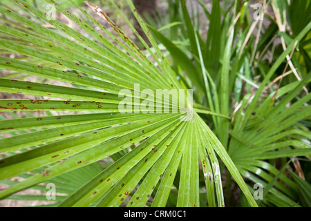 Chamaerops Humilis (Europäische Fächerpalme, mediterranen Palmen oder Zwerg Fan Zwergpalme) Stockfoto