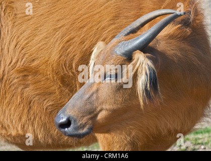 Kongo-Büffel (Syncerus Caffer Nanus) Stockfoto