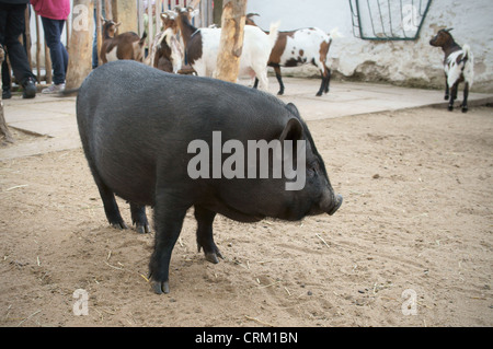 Sus Scrofa F. Domestica - Göttingen Minipig, Zoo Chleby, County Nymburk, Tschechische Republik am 13. Mai 2012 (CTK Foto/Libor Sojka) Stockfoto