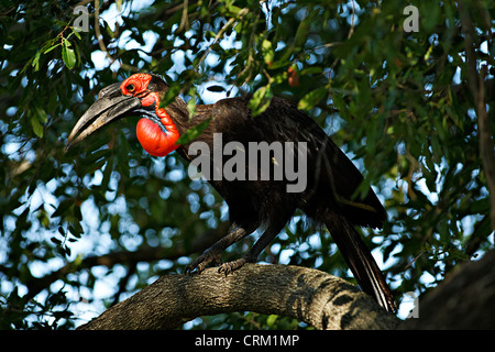 Südliche Hornrabe (Bucorvus Leadbeateri) thront auf einem Baum, Stockfoto