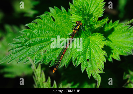 große rote Damselfly Pyrrhosoma nymphula Stockfoto