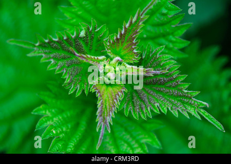 Brennessel Urtica Dioica Urticaceae- Stockfoto