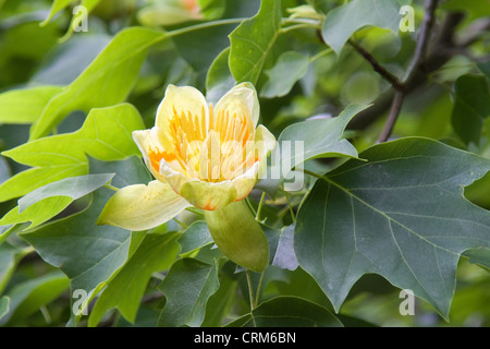 Liriodendron tulipifera Stockfoto