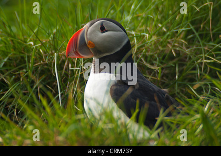 Puffin Fratercula arctica Atlantischer Papageientaucher afnarholmur bei Borgarfjordur eystri Bakkagerdi Nordost-Island Europa Stockfoto