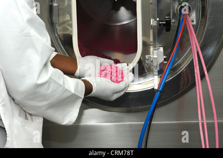 Ein pharmazeutische Techniker untersucht eine Handvoll Medikament Tabletten, nachdem sie Zucker und Färbung überzogen wurde. Stockfoto