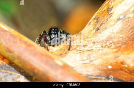 Eine weibliche Wolfspinne posiert für ein Porträt. Stockfoto