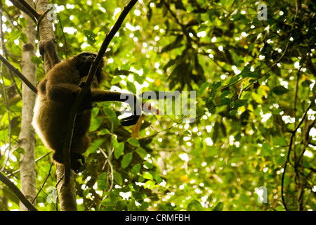 Wilde Bornean südlichen Gibbon (Hylobates Albibarbis) im Sabangau´s Wald, Kalimantan, Borneo. Stockfoto