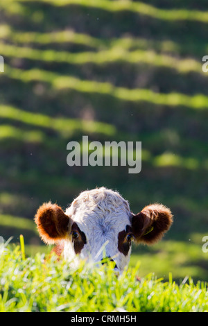 Kuh peeking über grasbewachsene Rande, Bream Bay Neuseeland Stockfoto