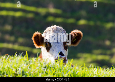 Kuh peeking über grasbewachsene Rande, Bream Bay Neuseeland Stockfoto