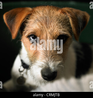 Ein Parson Russell Terrier Hund mit intensiven Ausdruck Stockfoto