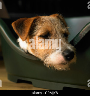 Ein Parson Russell Terrier Hund, ruht in seinem Korb Stockfoto