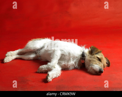 Ein Parson Russell Terrier Hund, auf dem Boden liegend Stockfoto