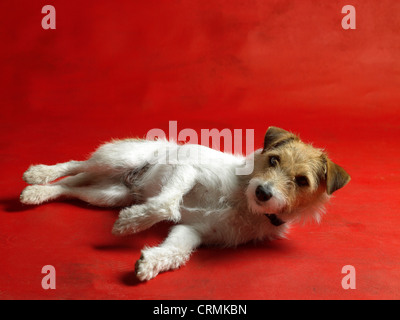 Ein Parson Russell Terrier Hund, auf dem Boden liegend Stockfoto