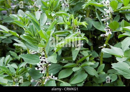 Saubohne Pflanze mit schwarze Fliege auf das Wachstum im Garten Stockfoto