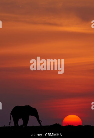 Ein einsamer Stier Elefant silhouetted gegen die untergehende Sonne in der Masai Mara, Kenia Stockfoto